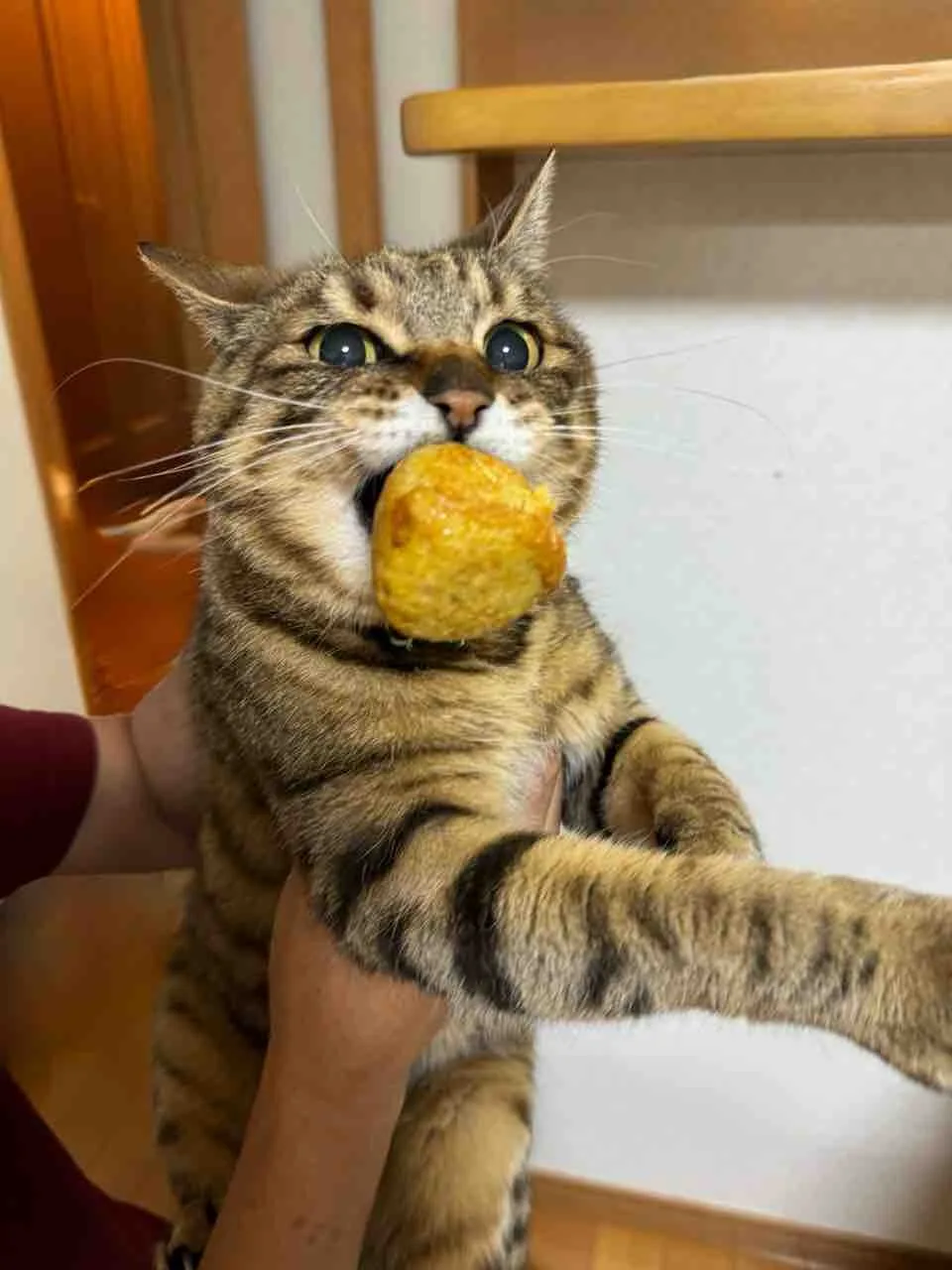 Ginnan, a brown tabby, holding a treat in his paws